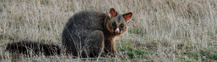 New Zealand’s Most Pest Prone Areas | Where to Be Cautious