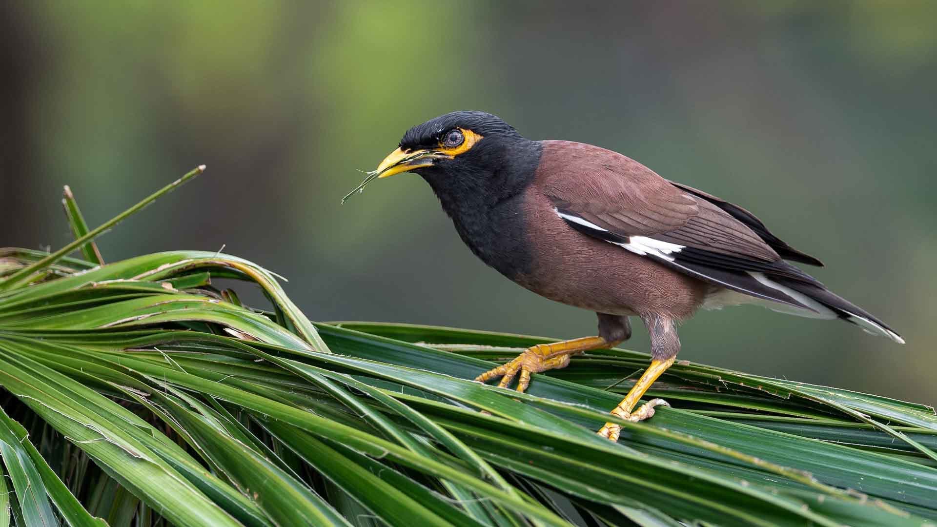 Everything You Need to Know About the Myna Bird Pest
