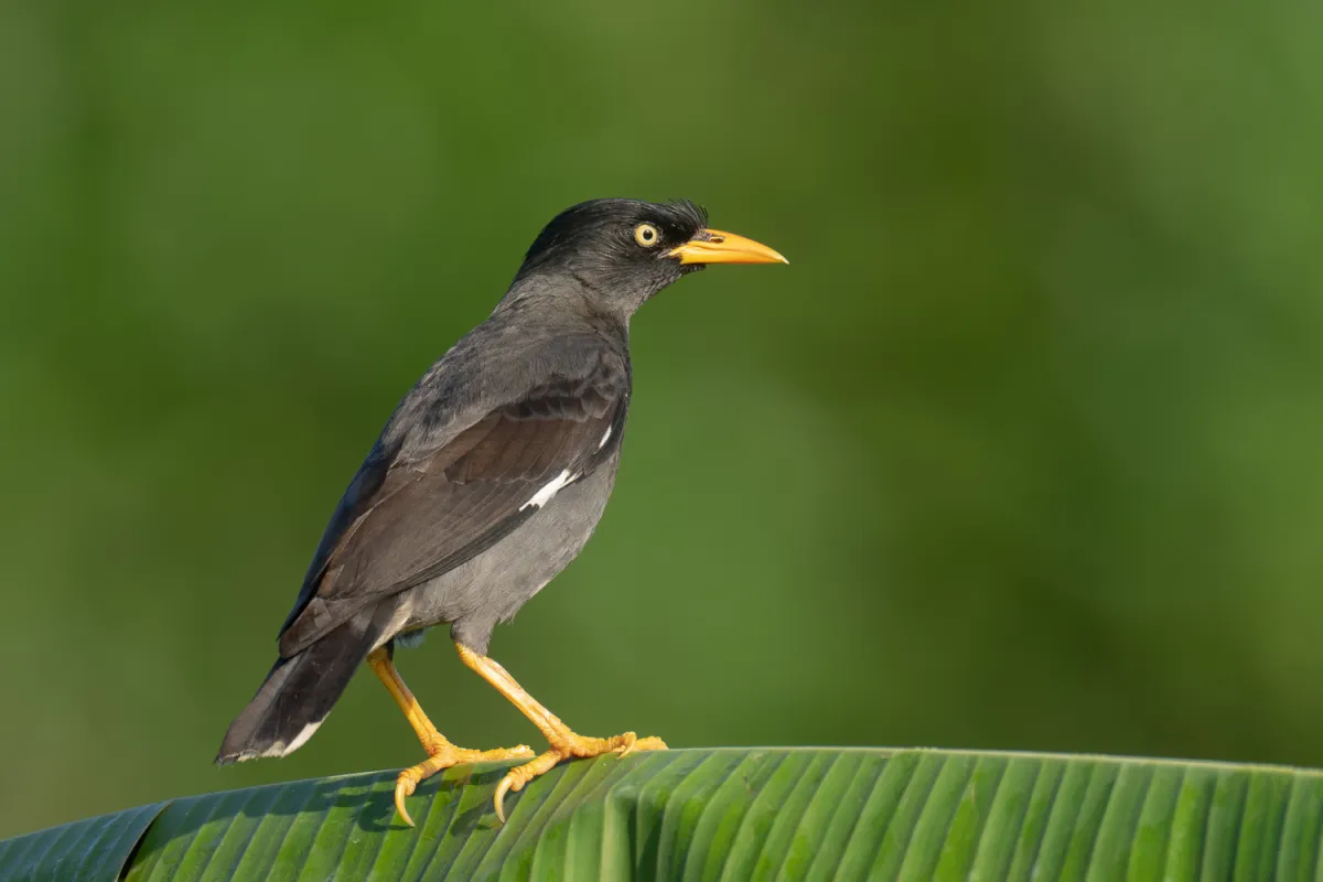 Everything You Need to Know About the Myna Bird Pest