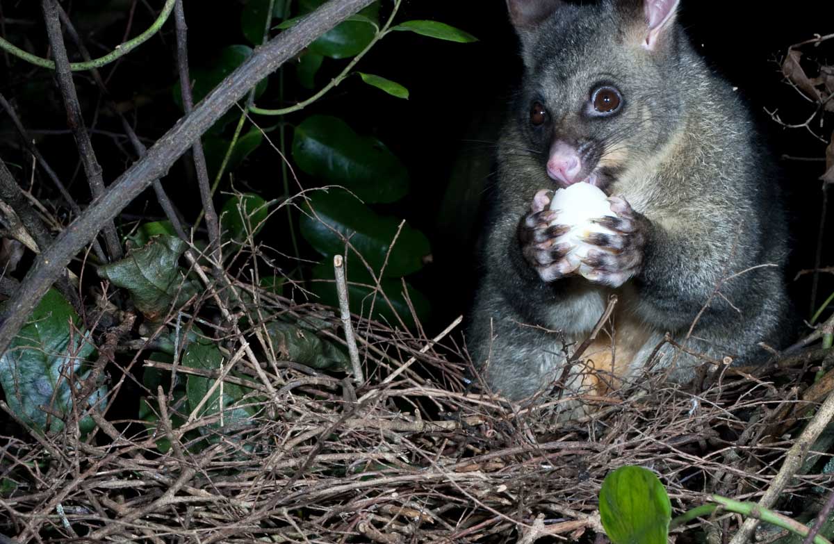 New Zealand’s Most Pest Prone Areas | Where to Be Cautious