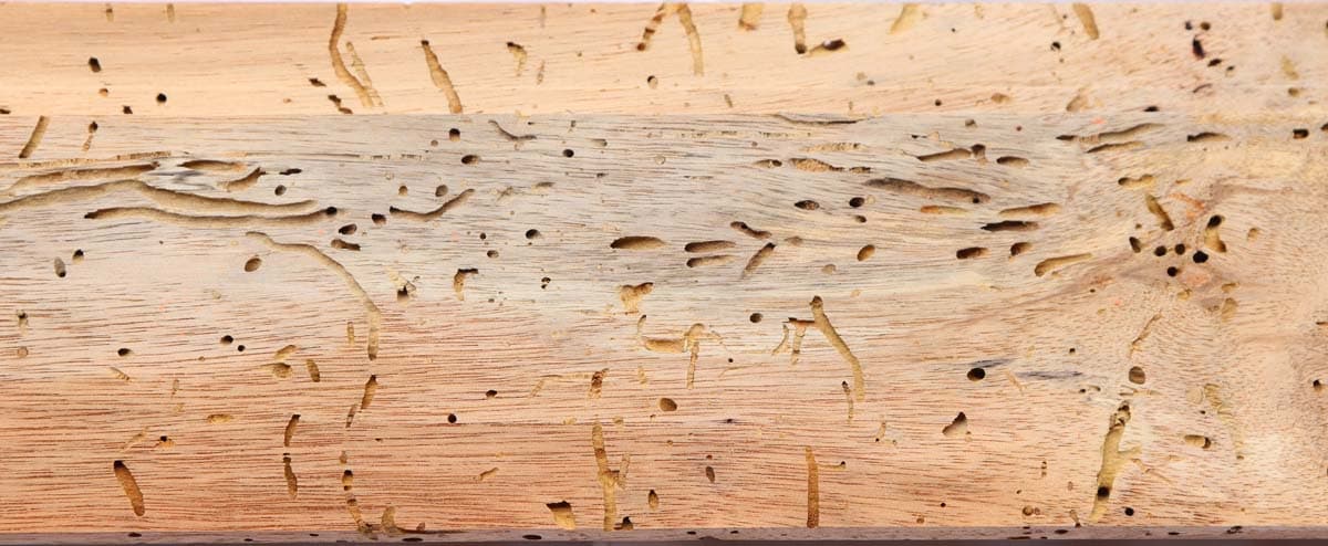 Borer Treatment in Wellington | What We Do & Why It’s Important