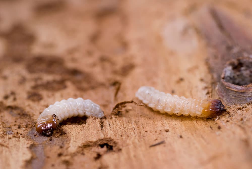 Borer Treatment in Wellington | What We Do & Why It’s Important