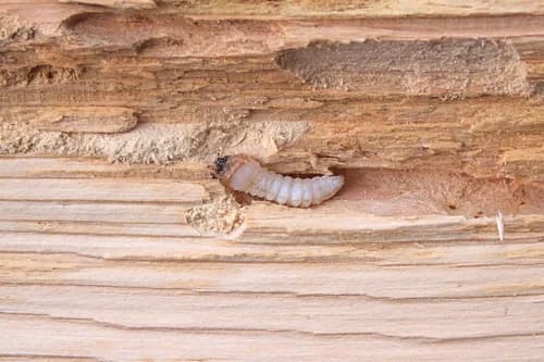 Borer Treatment in New Zealand