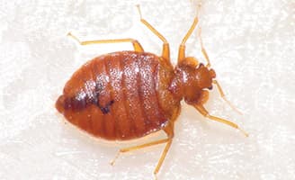 Bed Bugs in NZ – Everything You Need to Know