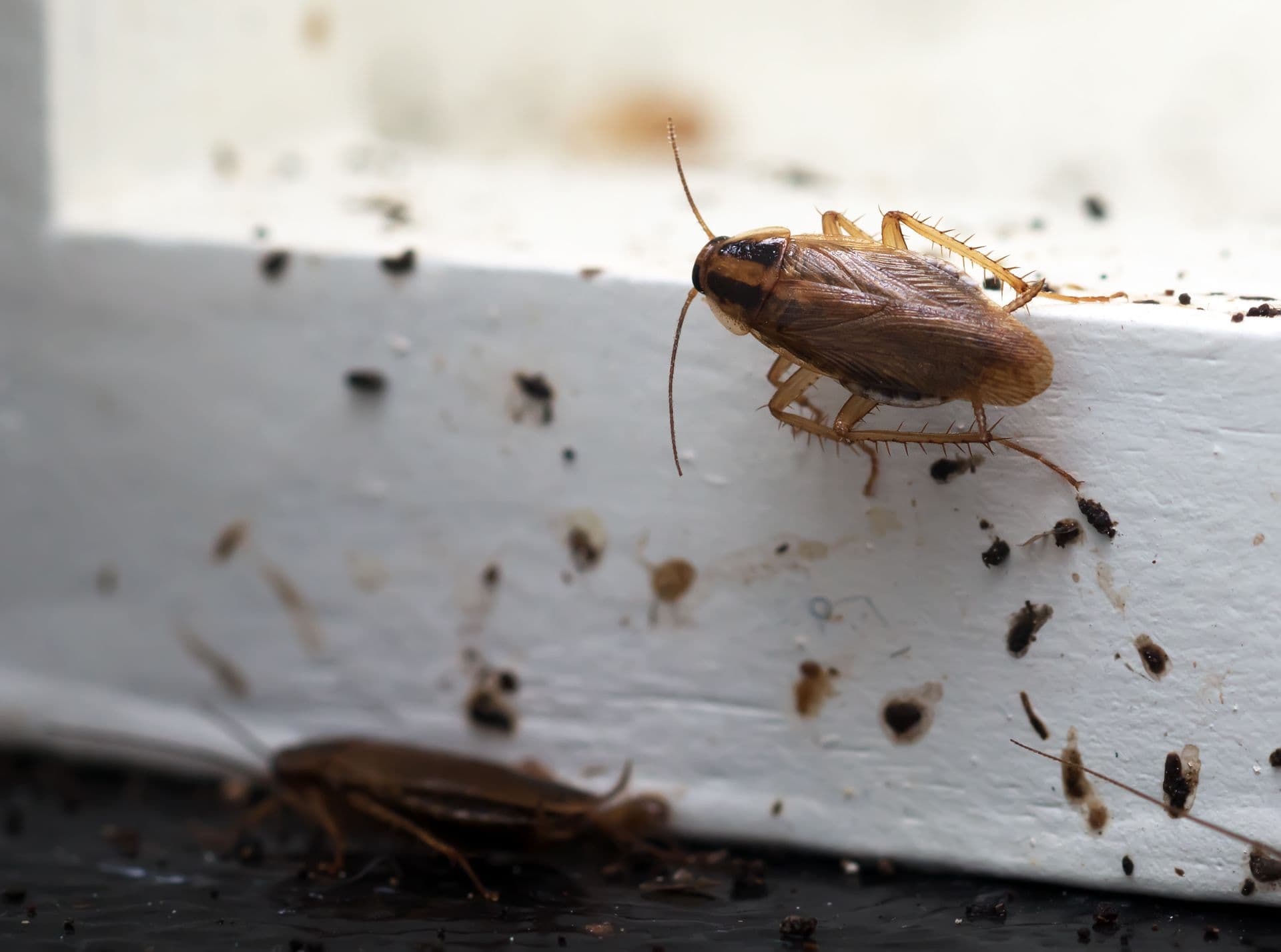 NZ Cockroach Types