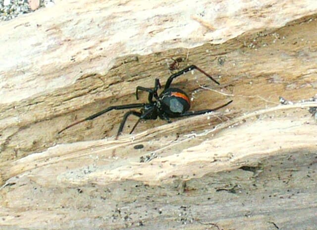 New Zealand Spiders - Identification Chart