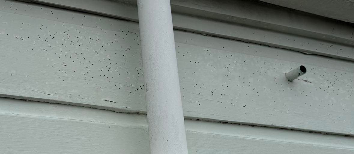 Borer Treatment in New Zealand