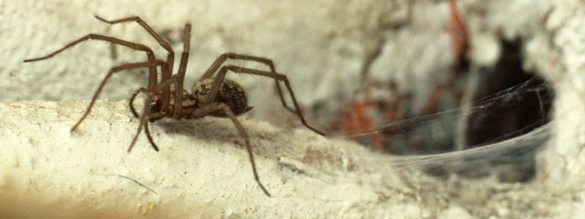 New Zealand Spiders - Identification Chart