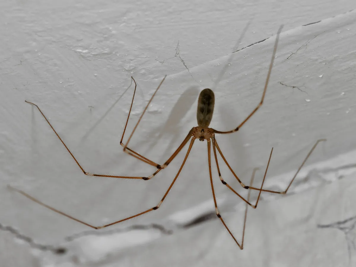 Common NZ Spiders