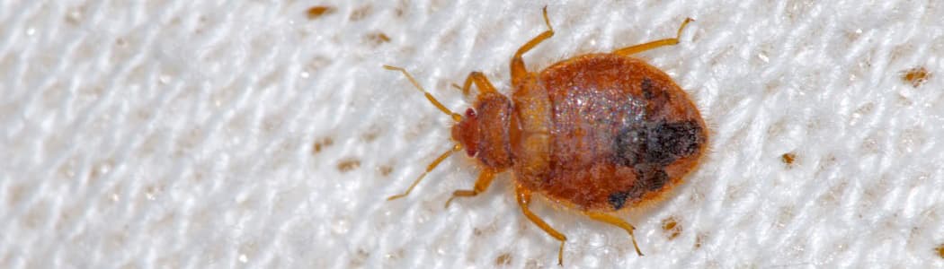 Bed Bugs in NZ – Everything You Need to Know