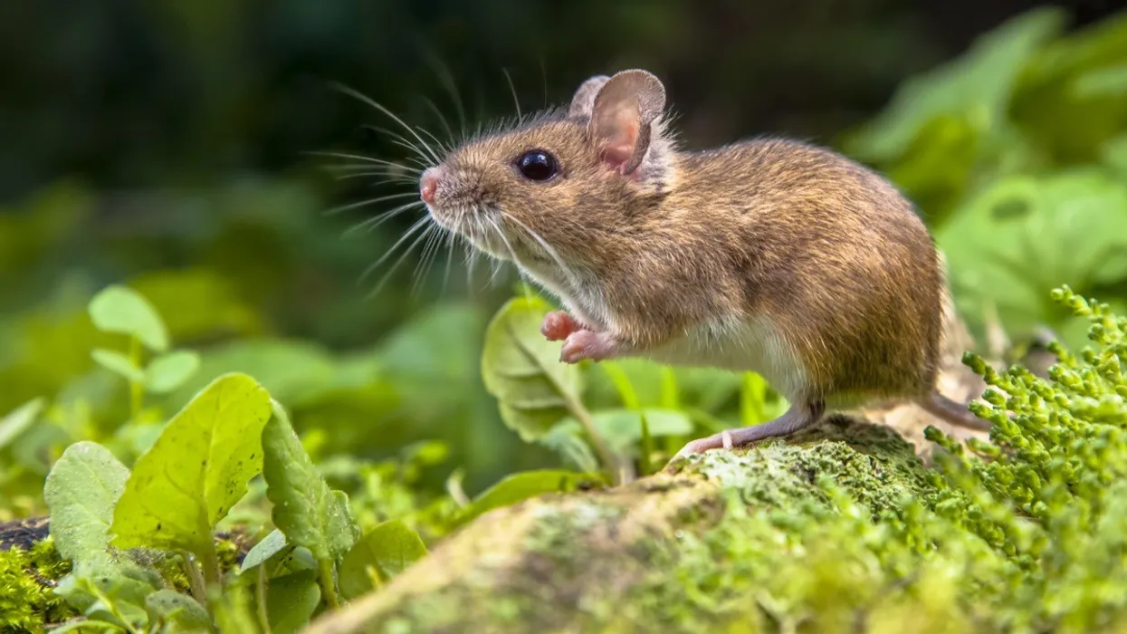 4 Ways to Get Rid of Rats Naturally