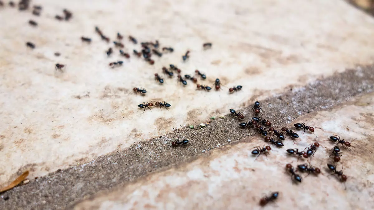 Things That Attract Ants Inside