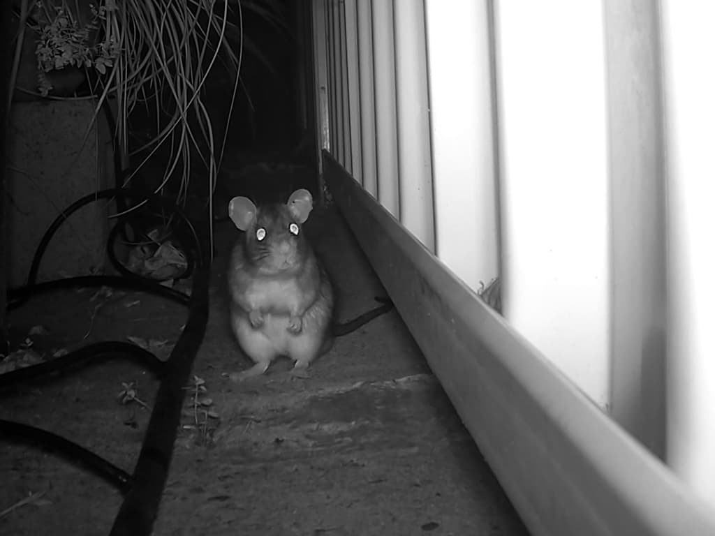 How to Stop Mice and Rats Entering Your Home