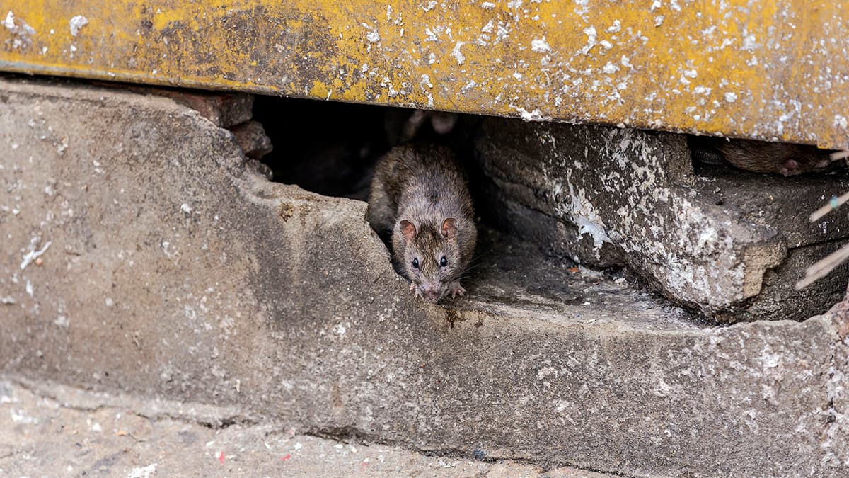 How to Stop Mice and Rats Entering Your Home