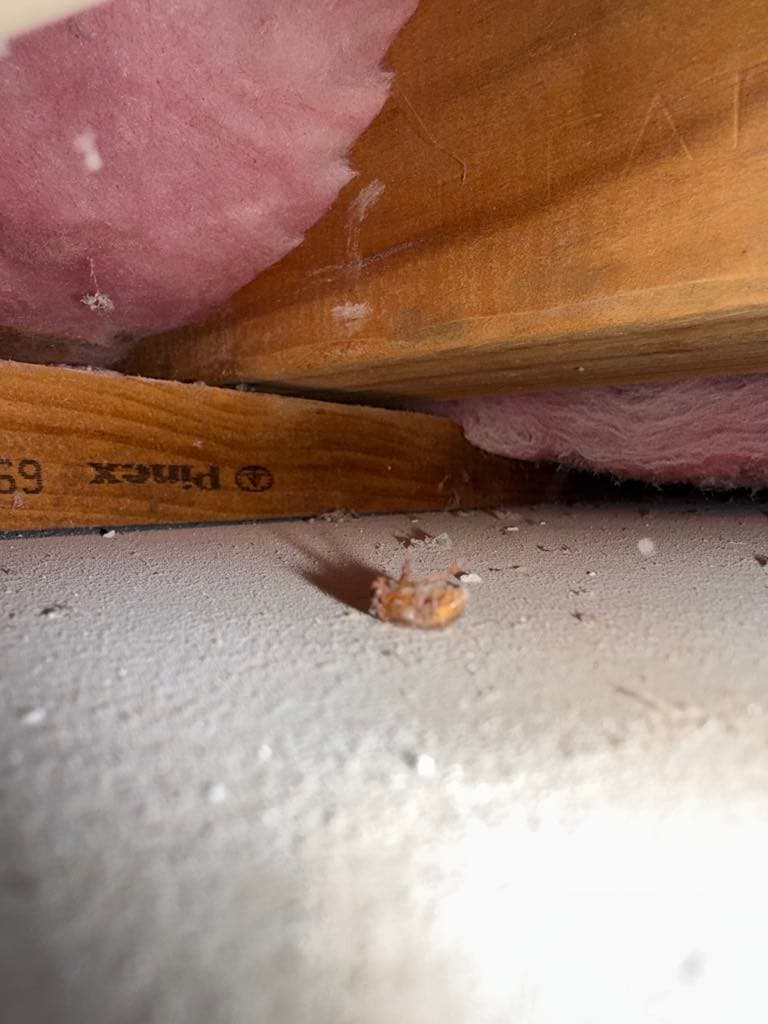 Can Cockroaches Fly? Yes.