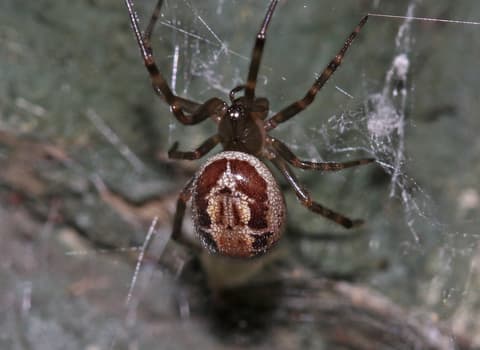 Noble False Widow Spider - What You Need to Know 2025