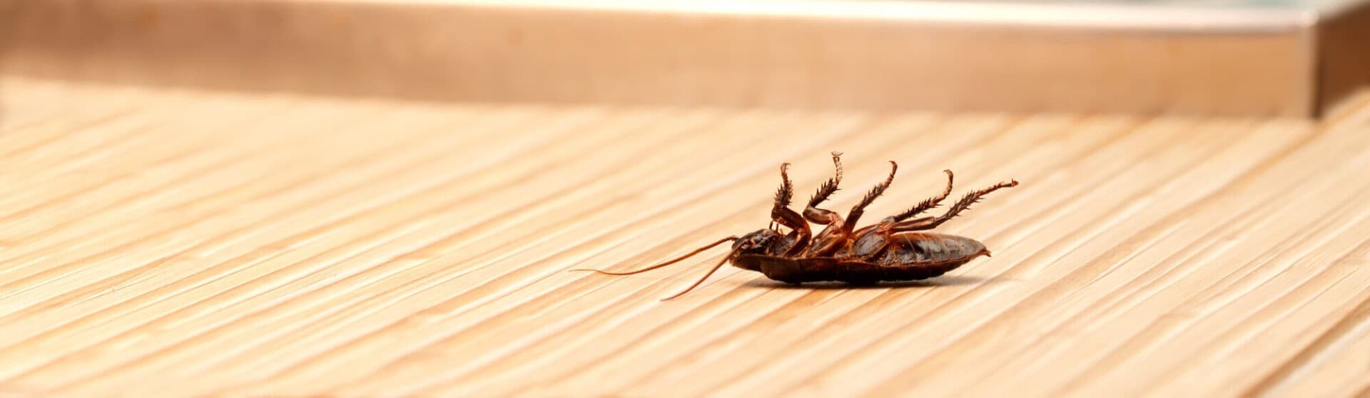 Can Cockroaches Fly? Yes.