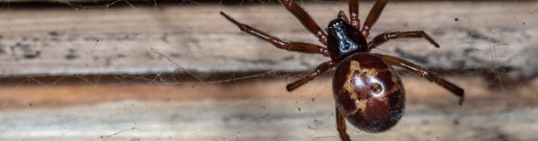 Noble False Widow Spider - What You Need to Know 2025