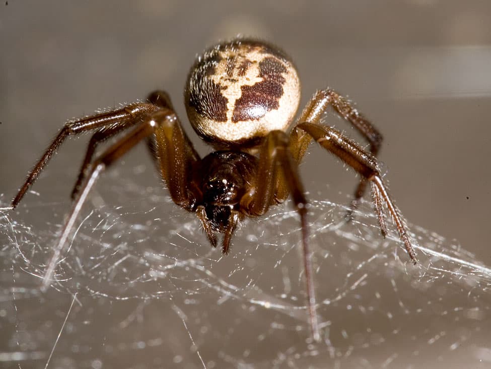 New Poisonous Spider in NZ 2025