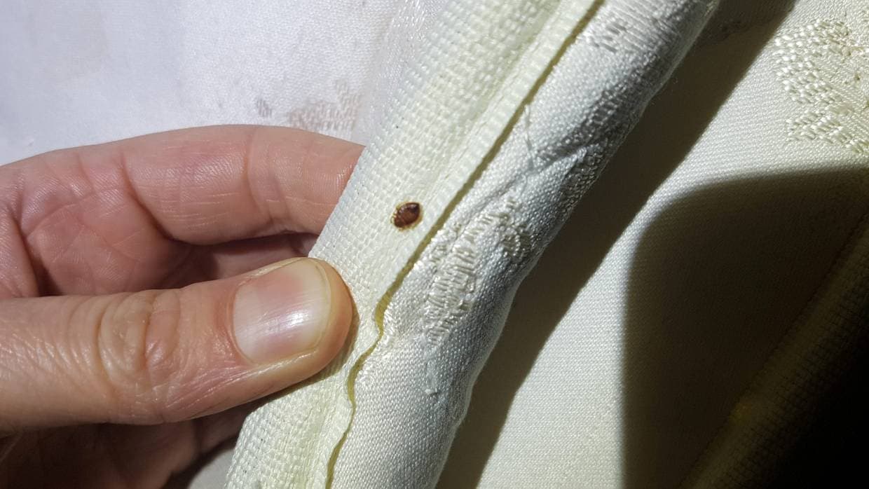 How to Prevent Bed Bugs in Wellington