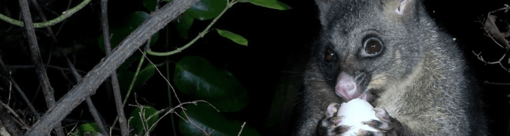 New Zealands Possum Problem