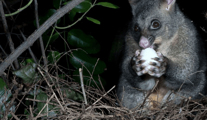 New Zealands Possum Problem