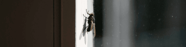 Flies in New Zealand: Identification, Control, and Tips