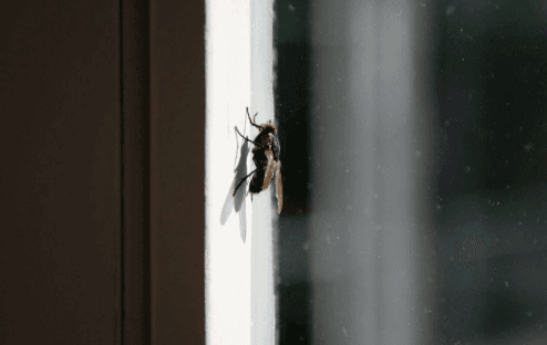 Flies in New Zealand: Identification, Control, and Tips