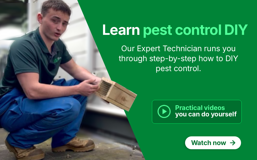 Learn pest control DIY. Our expert technician runs you through step-by-step how to DIY pest control. Watch practical videos you can do yourself.